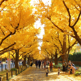 CÔNG VIÊN MEIJI JINGU GAIEN